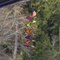In the Breeze 5184 — 24" Jewel Curlie, Yellow, Green, Fuschia, Pink